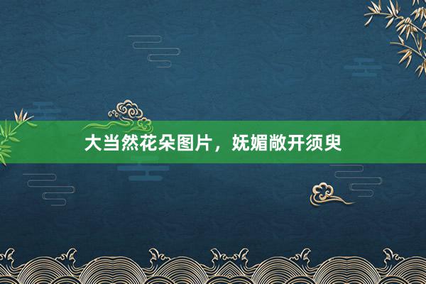 大当然花朵图片，妩媚敞开须臾